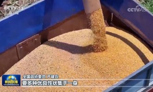 【代表委员履职故事】严建兵：加快种业创新转化 保障国家粮食安全