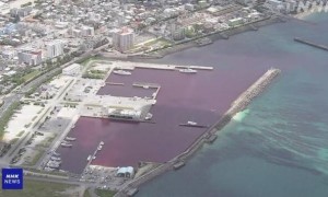 日本一啤酒厂冷却水泄漏 大面积海水被染红