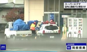 日本一超市遭熊“入侵”致1人受伤 警方正尝试捕捉