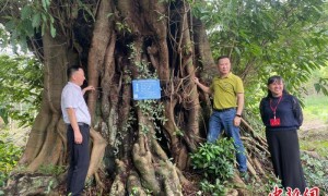 广西柳州检察机关为古树名木织起司法“保护网”
