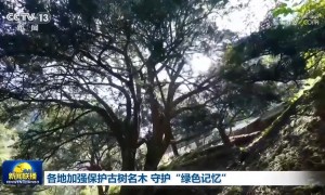 各地加强保护古树名木 守护“绿色记忆”