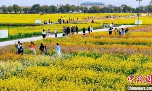 （乡村行·看振兴）江西樟树千亩油菜花盛放 为乡村振兴“景”上添彩