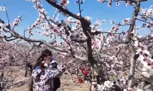 繁花竞放催热“春日经济” 多地围绕“春景产业”深耕文旅市场